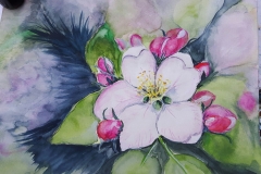 Apfelblüte, 24x32 Papier